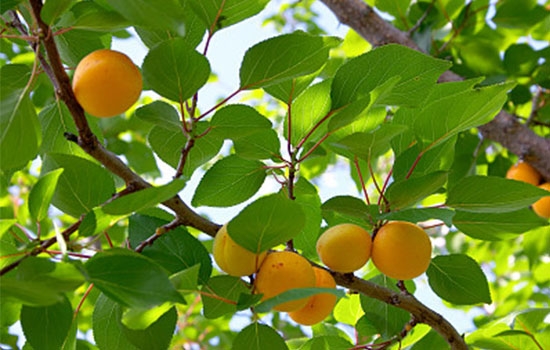 立夏吃個(gè)杏，到老沒(méi)有病